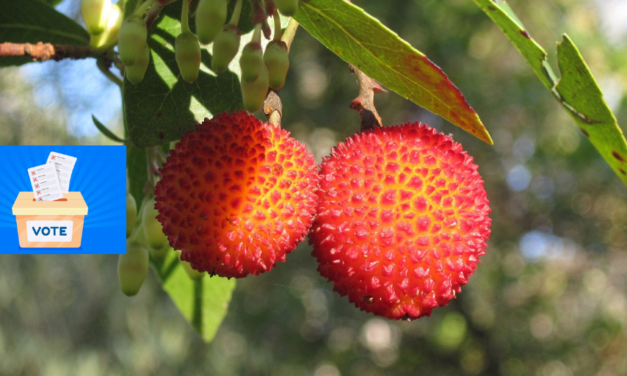 Elecciones… mejor con ginebra, mejor con madroños