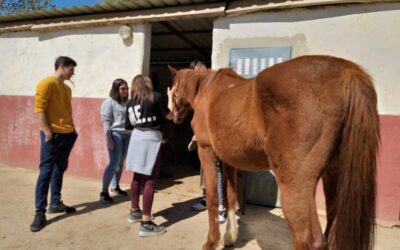 Sesiones de terapia asistida con caballos, para reparar el daño