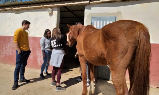 Sesiones de terapia asistida con caballos, para reparar el daño