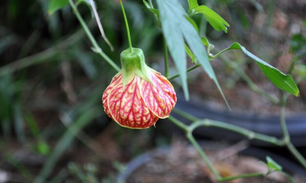 La huida a paraísos artificiales