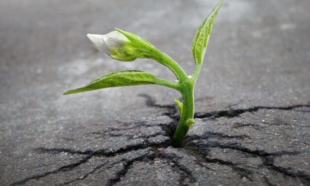 ¿Brotes verdes o flor de un día?