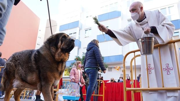 La bendición de animales por San Antonio Abad regresa tras dos años a las calles de Valencia