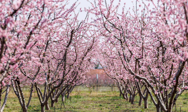 La primavera ha venido…
