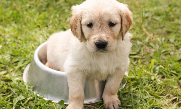 Perro no come perro