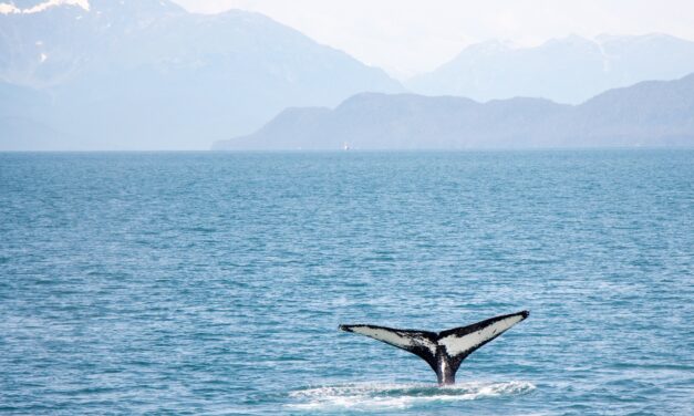 ¡Ballenas varadas!
