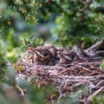 El nido y el ciprés