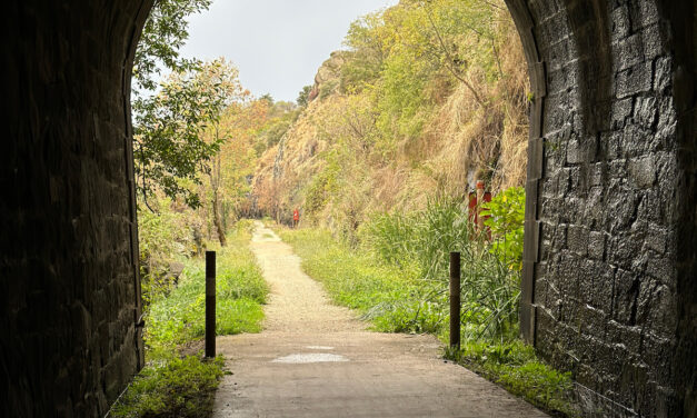 El camino de las rosas