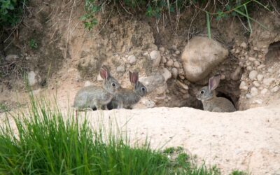La madriguera del conejo