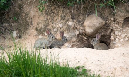 la madriguera del conejo