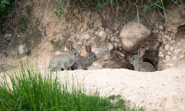 La madriguera del conejo
