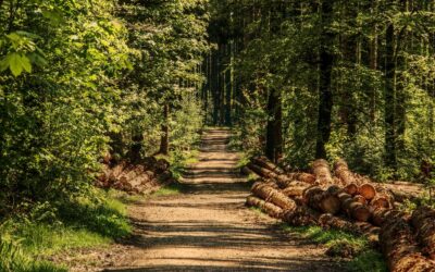 Cuaresma: tiempo de amor y esperanza